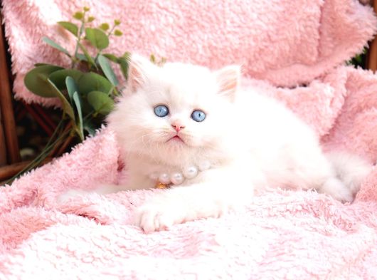 Kalitede Siilver Ns24 British Shorthair