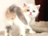 Kedi Lerim  Ile Ilgili Bilgi Için Lütfen Arayın