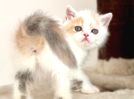 Kedi Lerim  Ile Ilgili Bilgi Için Lütfen Arayın görsel