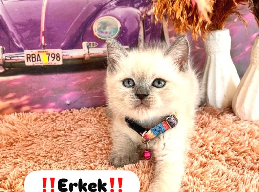 Irkı Ve Sağlık Garantili Yavrular görsel