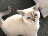 British blue point