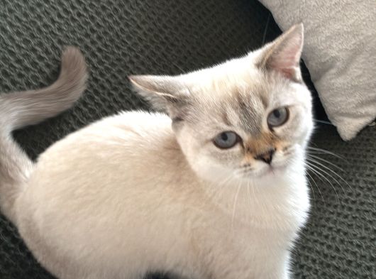 British Blue Point