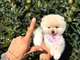 Micro teacup kilo garantili Yavrumuz