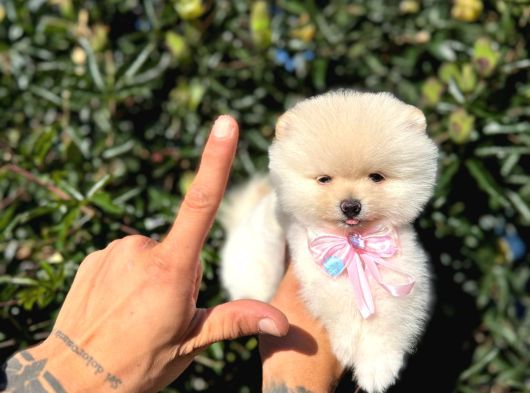 Micro Teacup Kilo Garantili Yavrumuz