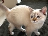 British Blue Point