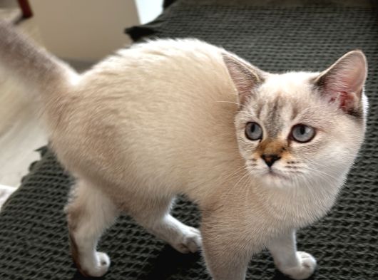British Blue Point görsel