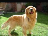 Golden Retrivers Yavruları Mama Ve Malzeme Kampanlali