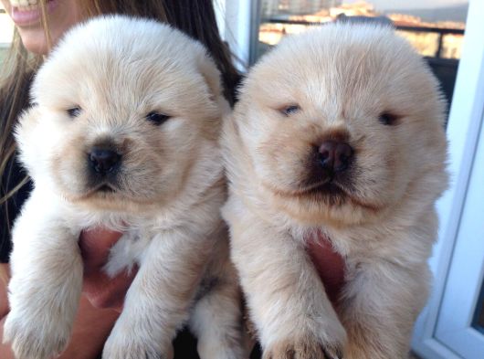 Chow Chow Yavrularımız Mama Malzeme Kampanyalı görsel