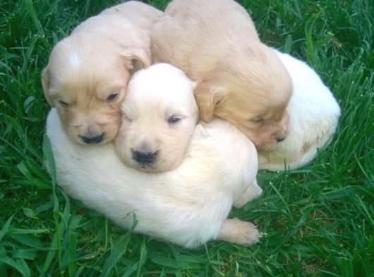 Golden Retrivers Yavruları Mama Ve Malzeme Kampanlali görsel