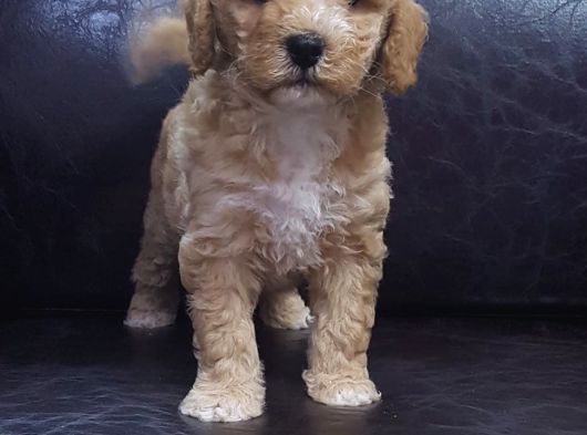 Çok Uygun Rakamlara  4-5 Ayli̇k Erkek Malti̇poo Yavrular görsel