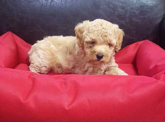Çok Uygun Rakamlara  4-5 Ayli̇k Erkek Malti̇poo Yavrular görsel