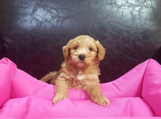 Çok Uygun Rakamlara  4-5 Ayli̇k Erkek Malti̇poo Yavrular görsel