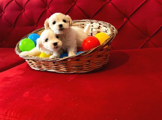 Maltipoo Bebeklerimiz Evimizin Neşesi görsel