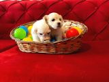 maltipoo bebeklerimiz evimizin neşesi