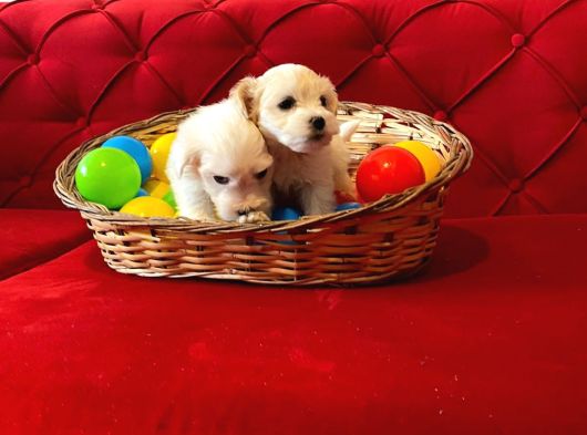 Maltipoo Bebeklerimiz Evimizin Neşesi
