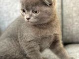 Orijinal Safkan Scottish Fold Yavrumuz