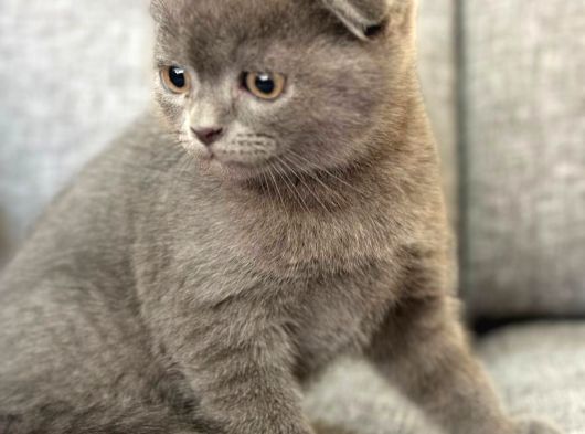 Orijinal Safkan Scottish Fold Yavrumuz görsel