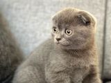 Orijinal safkan scottish fold yavrumuz