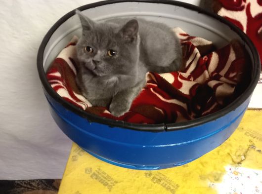 British Shorthair Ankara görsel