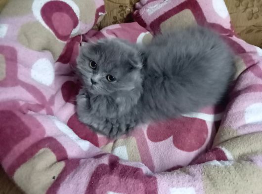 British Shorthair Ankara görsel