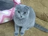 British Shorthair Ankara