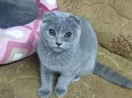 British Shorthair Ankara görsel