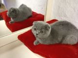 British Shorthair ankara
