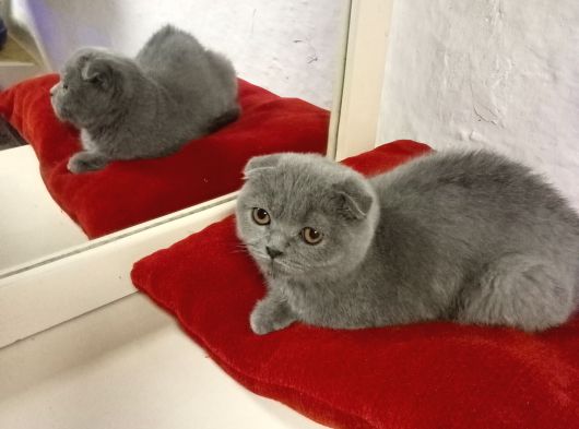 British Shorthair Ankara
