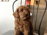 Birbirinden Güzel Toy Poodle Bebeklerimiz