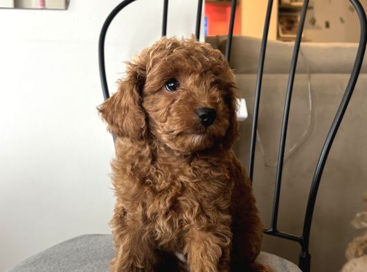 Birbirinden Güzel Toy Poodle Bebeklerimiz
