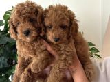 Birbirinden Güzel Toy Poodle Bebeklerimiz