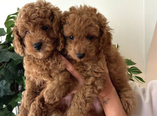 Birbirinden Güzel Toy Poodle Bebeklerimiz görsel