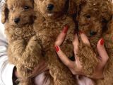 Birbirinden Güzel Toy Poodle Bebeklerimiz