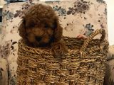 Birbirinden Güzel Toy Poodle Bebeklerimiz