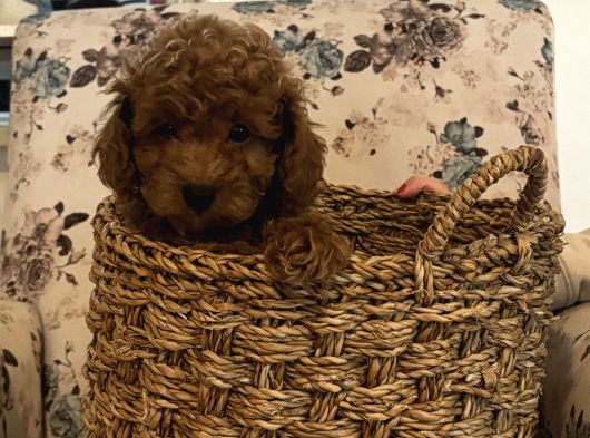 Birbirinden Güzel Toy Poodle Bebeklerimiz görsel