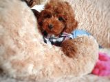 Çiflikten Poodle Yavrularımız Dişi Ve Erkek
