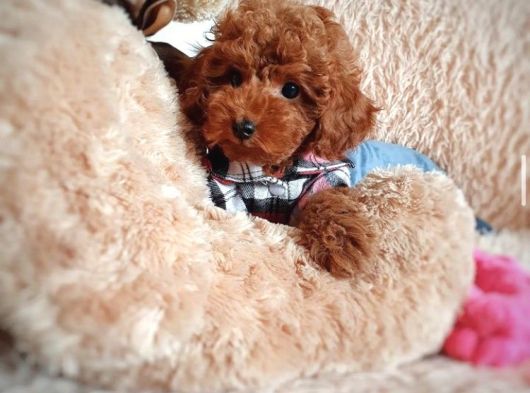 Çiflikten Poodle Yavrularımız Dişi Ve Erkek görsel