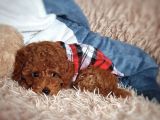 Çiflikten Poodle Yavrularımız Dişi Ve Erkek