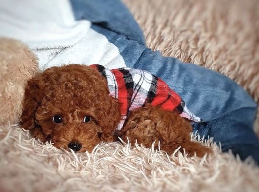 Çiflikten Poodle Yavrularımız Dişi Ve Erkek görsel