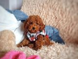 Çiflikten Poodle Yavrularımız Dişi Ve Erkek