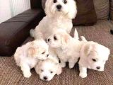 Korean Maltese Terrier Yavrular Mama Ve Malzeme Paketi