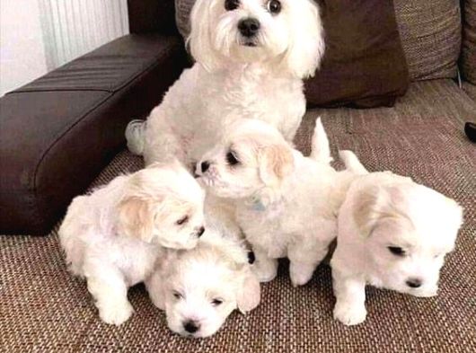 Korean Maltese Terrier Yavrular Mama Ve Malzeme Paketi görsel