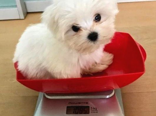 Korean Maltese Terrier Yavrular Mama Ve Malzeme Paketi görsel