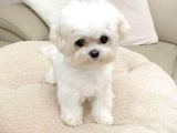 Korean Maltese Terrier Yavrular Mama Ve Malzeme Paketi