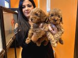 Orjinal red toy poodle yavrularım