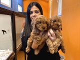 Orjinal Red Toy Poodle Yavrularım