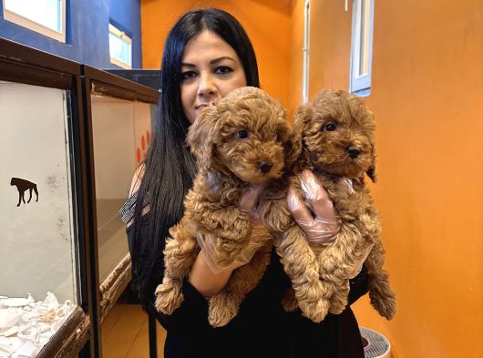 Orjinal Red Toy Poodle Yavrularım görsel