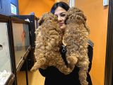 Orjinal Red Toy Poodle Yavrularım