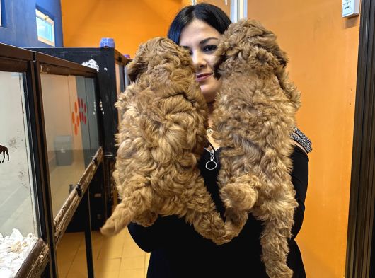 Orjinal Red Toy Poodle Yavrularım görsel