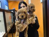 Orjinal Red Toy Poodle Yavrularım